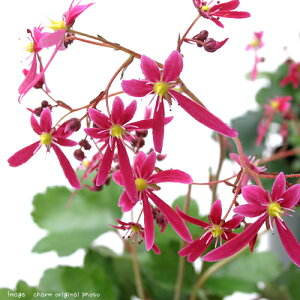 (山野草)ダイモンジソウ(大文字草) 花色おまかせ・品種記載なし 3号(1ポット)