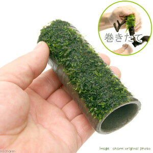 ijā@vqăvRVF^[@@EB[Xtitji_ji1j