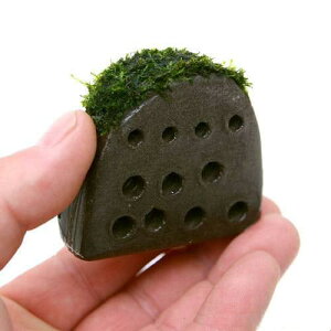 ijā@tGȑwZ@EB[Xtitji_ji3j