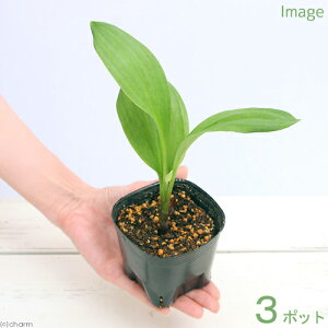 iR쑐jR؁@MEWjjNisׁjixԁj3i3|bgjƒ؉ixԁj