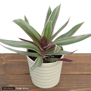 (観葉植物)ムラサキオモト 3.5号(1ポット)オーロラ 斑入り