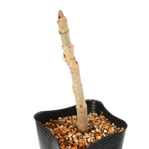 iR쑐jR؁@gQȂ^mL@4i1|bgjƒ؉ixԁj