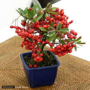 iR쑐j~́@Ԏ@sJTXiՃTUVj@2D5`3i1|bgjixԁj