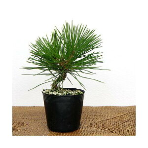 (山野草)盆栽 マツ(松)ミカワクロマツ(三河黒松) 苗 2.5〜3号(1ポット)(休眠状態)