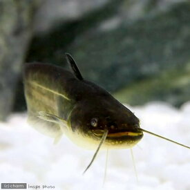 （淡水魚）ナマズ　Sサイズ（1匹）
