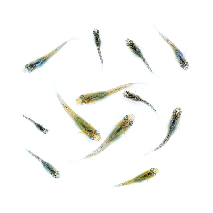 楽天市場】（めだか）無選別 彩菊キッシングワイドフィンメダカ 稚魚 