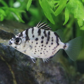 （熱帯魚）シルバースキャット（1匹）　北海道・九州航空便要保温