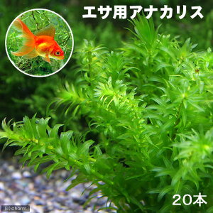 (水草)メダカ・金魚藻 エサ用アナカリス(20本)