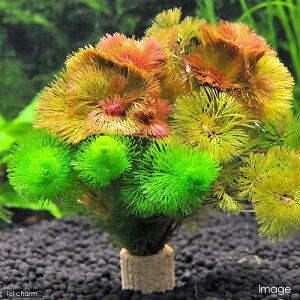 (水草)メダカ・金魚藻 ライフマルチ(茶)カボンバミックス(3個)