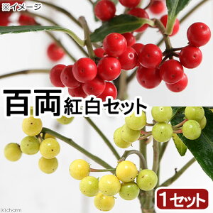 iR쑐j~́@S@J^`oiikjgi1Zbgjixԁj