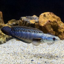 楽天市場】スネークヘッド（熱帯魚・アクアリウム｜ペット・ペット チャンナマルリオイデス　熱帯魚　スネークヘッド　ペット