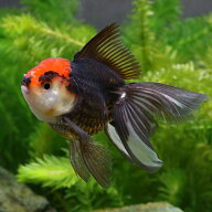 （金魚）トリカラーオランダ獅子頭　9〜12cm（インドネシア産）（1匹）