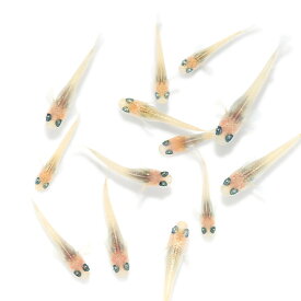 （めだか）無選別　ローズジュエルメダカ　ピンク・紅白ミックス　稚魚（5匹）