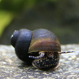 （エビ・貝）パプアニューギニア　オレンジスポットスネール（3匹）　北海道・九州航空便要保温