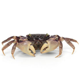 （エビ・カニ）ブルースパイダークラブ（1匹）　北海道・九州航空便要保温