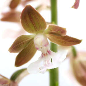 iR쑐jGrliCVjnGrlinCVj@3D5i3|bgZbgjixԁj