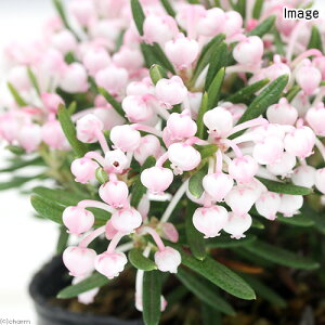 iR쑐j~́@qVNiQiԁjiPΓԁj@3i1|bgjixԁj