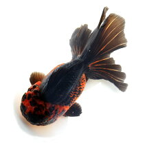 楽天市場】ジャンボ オランダ 獅子頭（ペット・ペットグッズ）の通販