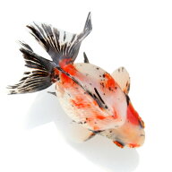 （金魚）一点物　ダルマ琉金　ショートテール　12cm±（中国産）（1匹）　関東当日便