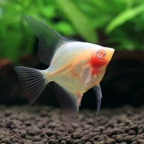 楽天市場】アルタムエンゼル 熱帯魚の通販
