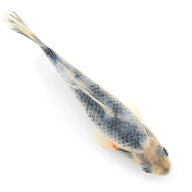 （国産金魚）一点物　銀鱗和金　荻野養魚場　17cm±（1匹）