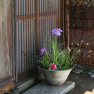 @@Y@萇@@vqā@ʁiSAIj@Q@My@a50cm@֓