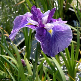 （ビオトープ）水辺植物　花菖蒲　嬉野の虹（ウレシノノニジ）肥後系薄紫三英花（1ポット）