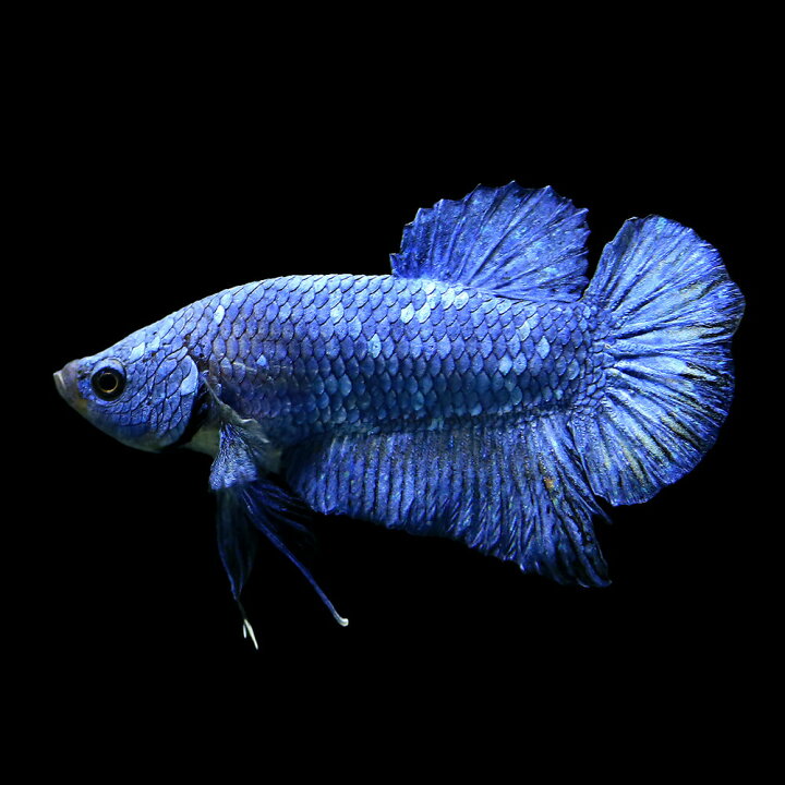 楽天市場】（熱帯魚）ベタ ハーフムーンプラカット ロイヤルブルー 