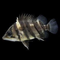 楽天市場】ダトニオ 稚魚 餌の通販