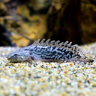 （熱帯魚）一点物　ポリプテルス　デルヘジィ　ロイヤルサンダーバンド　ショートボディ（1匹）　北海道…