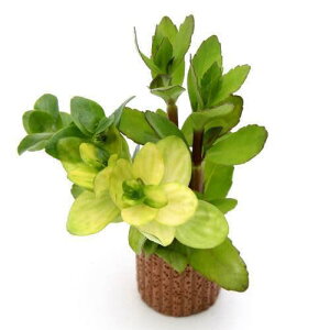 ijCt}`ijoRp~bNXitji_ji1j