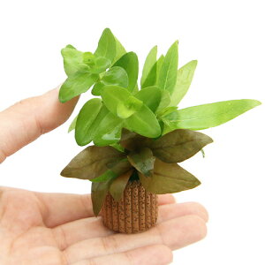 ijCt}`ij񂹐A~bNXitji_ji5j