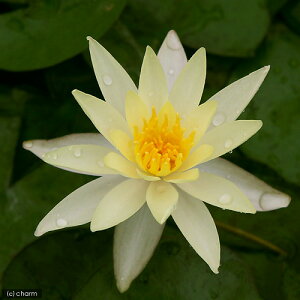 irIg[vj@@ѐ@iXCjij@Ih[^@XtA@Odorata@Sulphurea@i1|bgjixԁj