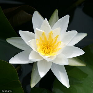 irIg[vj@@ѐ@iXCjij@ObhXg[@GladStone@i1|bgjixԁj