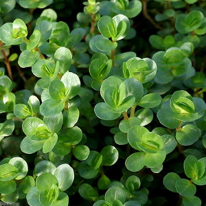 ij^spDCi[hitji_ji10{j