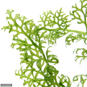 ijAJ@EH[^[XvCgitji_ji6j