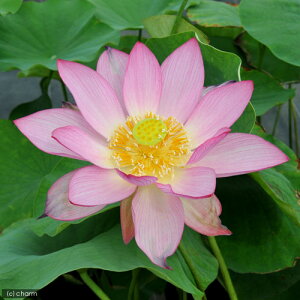 �i�r�I�g�[�v�j�@�@�n�X�i�s���N�j�@���V���i�R�N�{�E�q�K�V�j�i1�|�b�g�j�A�ւ��ρi�x����ԁj