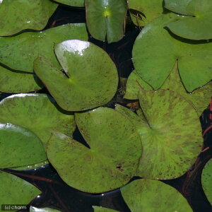 irIg[vj@@ѐ@iXCjij@R[l@AJ@EF`@Colonel@AJ@Welch@i1|bgjixԁj