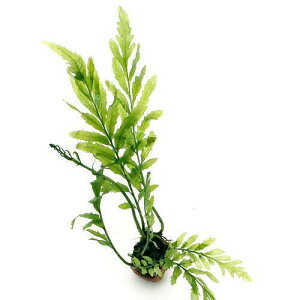 ijCt}`ij{reBX@qfBeBitji_ji1j