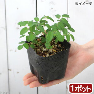 iR쑐jqREiPᖒg@P؍j@3i1|bgjixԁj