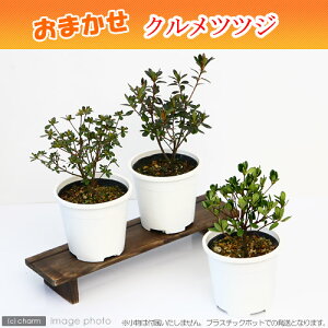 (山野草)盆栽 クルメツツジ(久留米ツツジ) 花色おまかせ 4号〜(1鉢)(休眠状態)