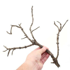 形状お任せ 煮込み済み 極上流木 Lサイズ(約30〜45cm) 1本 アクアリウム テラリウム レイアウト素材 関東当日便