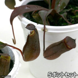 （食虫植物）ウツボカズラ　ネペンテス　レッドアラタ　5ポットセット