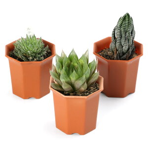 (多肉植物)ハオルチア 品種おまかせ 2号(1ポット)