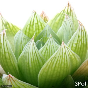 iAjnI`A@i킨܂@2i3|bgj