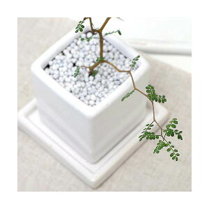 iϗtAjw̖؁@\tH@gxCr[@픫A@}bgzCgi1j@Mt@΁@A@@@v[g