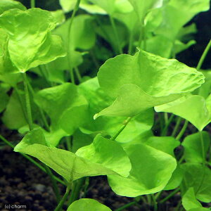 ijjtHCfXspD^C@gsJitji_ji1j