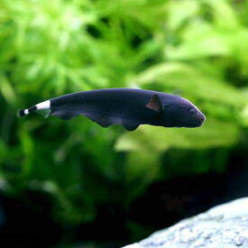 （熱帯魚）ブラックゴースト（1匹）　北海道航空便要保温