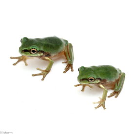 （両生類）イエアメガエル　CBベビー（1匹）　北海道・九州航空便要保温