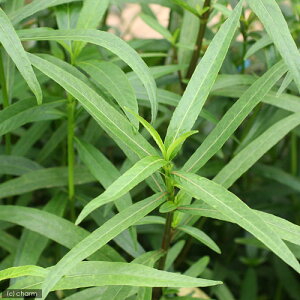 ijnCOtBspDbh@LVRYitji_ji6{j